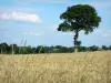 Landschappen van de Mayenne - Boom met uitzicht op een tarweveld
