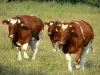 Landschappen van de Mayenne - Drie koeien in een weiland