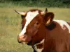 Landschappen van de Mayenne - Portret van een koe