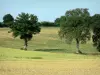 Landschappen van de Mayenne - Bomen omgeven door velden