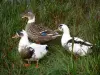 Landschappen van Picardië - Eenden in het riet