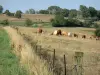 Landschappen van Picardie - Bocage Thierache: kudde koeien in een weide
