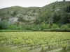 Landschappen van de Provence - Gebied van wijngaarden, bomen en heuvels