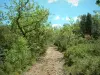 Landschappen van de Provence - Kleine wandelpad omzoomd met bomen en struiken