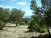 Landschappen van de Provence - Dennenbos