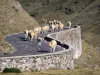 Landschappen van de Pyreneeën - Kudde koeien op de weg naar Lautaret