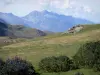 Landschappen van de Pyreneeën - Parc National des Pyrenees: wilde bloemen, gras (weiland) en bergen