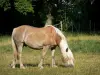 Landschappen van de Sarthe - Paard in een weide