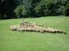 Landschappen van de Tarn - Herder met zijn kudde schapen in een weide (Regionaal Natuurpark van de Haut-Languedoc)