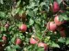 Landschappen van de Tarn-et-Garonne - Appels op een appelboom