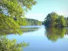 Landschappen van de Yonne - Marrault-vijver omgeven door bomen