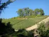 Landschappen van de Yonne - Veld van wijnstokken omzoomd met bomen