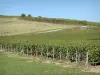 Landschappen van de Yonne - Wijnstokken van de Chablis-wijngaard