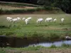 Landschappen van Zuidelijke Bourgondië - Kudde van Charolais koeien in een weiland naast een rivier