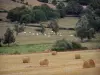 Landschappen van Zuidelijke Bourgondië - Hooibergen in een veld en het beslag van Charolais koeien in een weiland met bomen