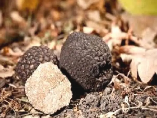 The Languedoc Truffle House - Gastronomy, holidays & weekends guide in the Aude