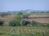 Languedoc vineyards - Vineyards, trees and houses in background