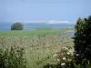 Languedoc vineyards - Vineyards, shrubs, lakes and seaside resort of Palavas-les-Flots in background