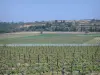 Languedoc vineyards - Vineyards and trees