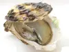 Las ostras de Gruissan y de Leucate - Guía gastronomía, vacaciones y fines de semana en Aude