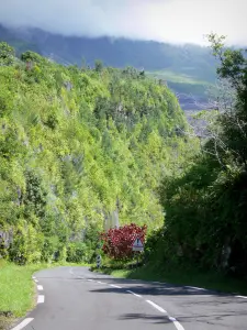 Lava-Strasse - Lava-Strasse gesäumt von Vegetation