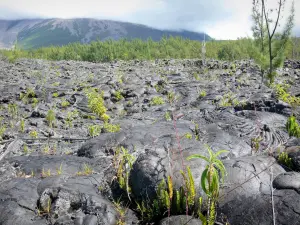 Lava-Strasse - Vulkanstrom, Pflanzenwuchs des Grand Brûlé und Grandes Pentes (grosse Abhänge)