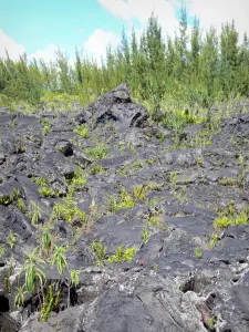 Lava-Strasse - Vulkanstrom und Pflanzenwuchs