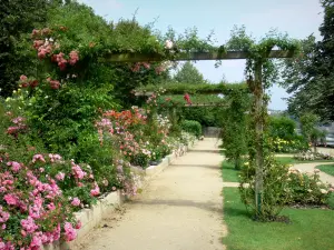 Laval - Promenade dans la roseraie en fleurs du jardin de la Perrine