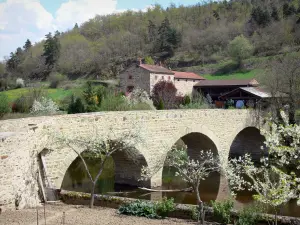 Lavaudieu - Alte Brücke überspannt die Senouire und blühende Bäume entlang des Wassers