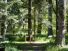 Lente森林 - Vercors区域自然公园：发现小径，带有解释性小组，以及国家森林的树木