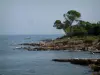 Lérins-eilanden - Sainte-Marguerite eiland: rotsen, pijnbomen (bomen) en de zee