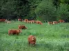 Limousin cow