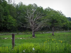 Limousin landscapes - Wild flowers, prairie and trees