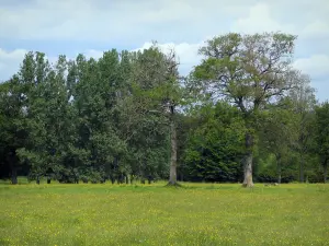 Limousin landscapes - Field of wild flowers and trees