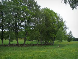 Limousin landscapes - Meadow dotted with wild flowers and trees