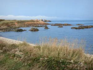 Litoral do Cotentin - Route des Caps: orelhas em primeiro plano, rochas no mar (Canal); paisagem da península Cotentin
