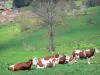 Livradois-Forez Regional Nature Park - Herd of cows in a pasture