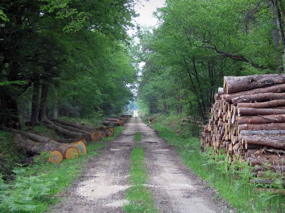 Guide du Loir-et-Cher - Paysages du Loir-et-Cher - Forêt de Boulogne : chemin forestier bordé d'arbres