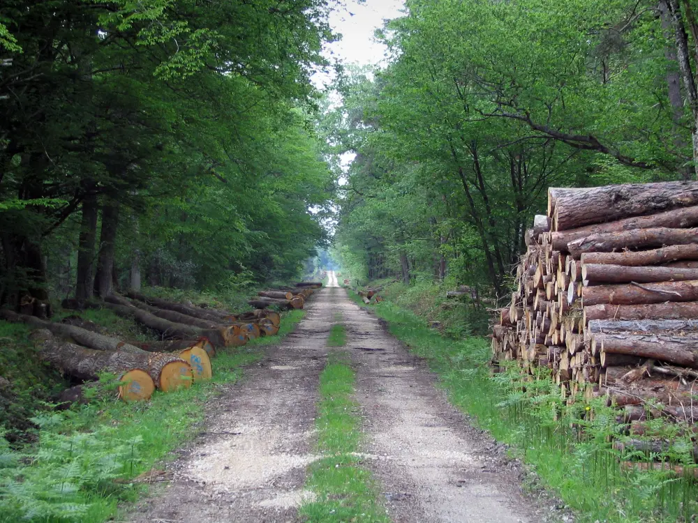 Reiseführer des Loir-et-Cher - Landschaften des Loir-et-Cher - Wald Boulogne: Waldweg, gesäumt von Bäumen