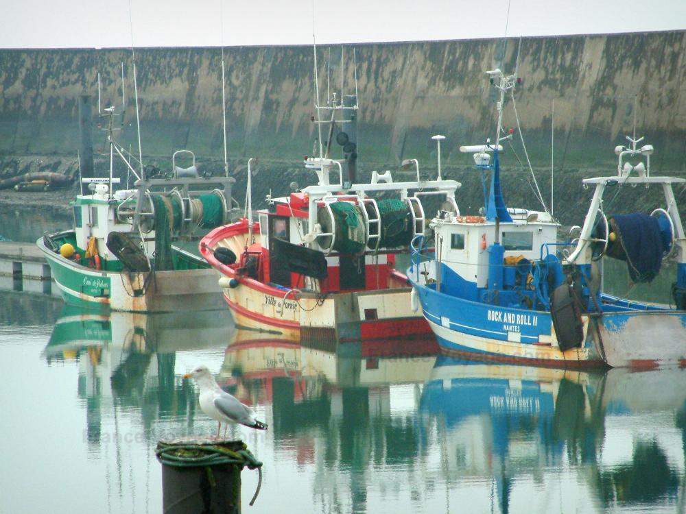 Guide de la Loire-Atlantique - Pornic - Goéland (oiseau marin) en premier plan et chalutiers colorés, dans le port de la Noëveillard