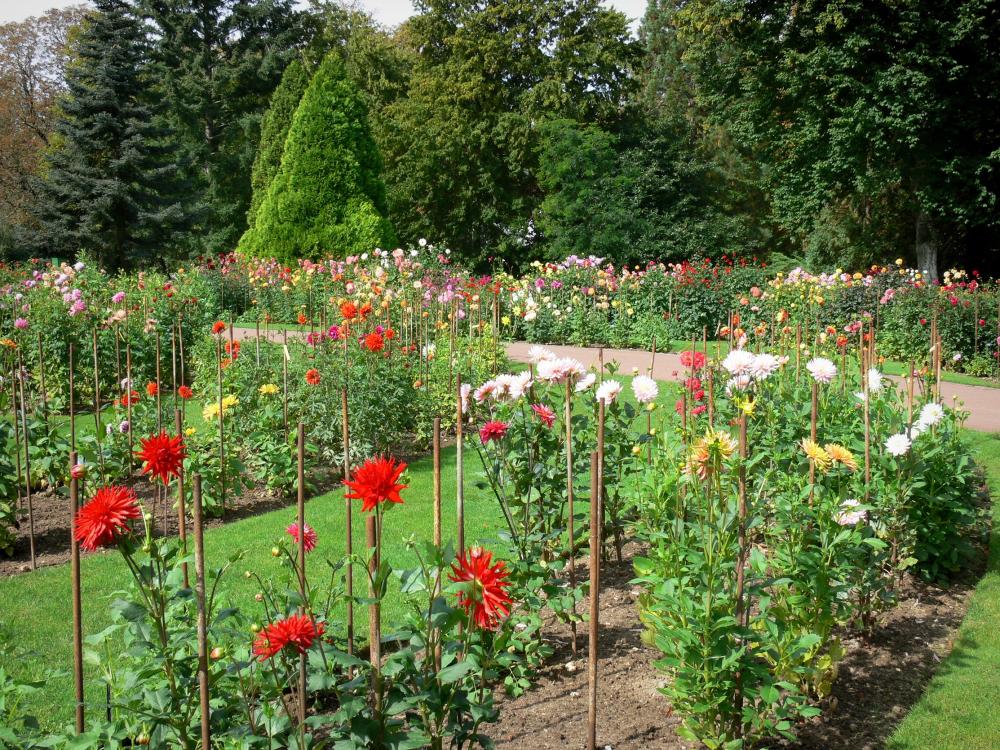 Guide du Loiret - Parc Floral de la Source - Jardin de dahlias (dahlias en fleurs)