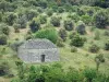 Luberon - Cabaña de piedra en seco (Borie), rodeada de árboles