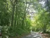 Luzarches - Pequena estrada florestal