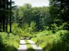 Lyons forest