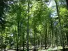 Lyons Forest - Árvores e vegetação rasteira da floresta nacional