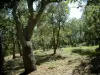 Maciço dos Mouros - Árvores e vegetação de uma floresta