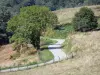 Macizo del Plantaurel - Pequeña carretera llena de hierba y los árboles en el Parque Natural Regional de los Pirineos de Ariège