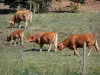 Macizo del Plantaurel - Vacas en un prado de flores