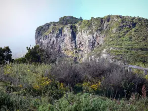 Maïdo belvedere - Vegetation of the Maïdo site