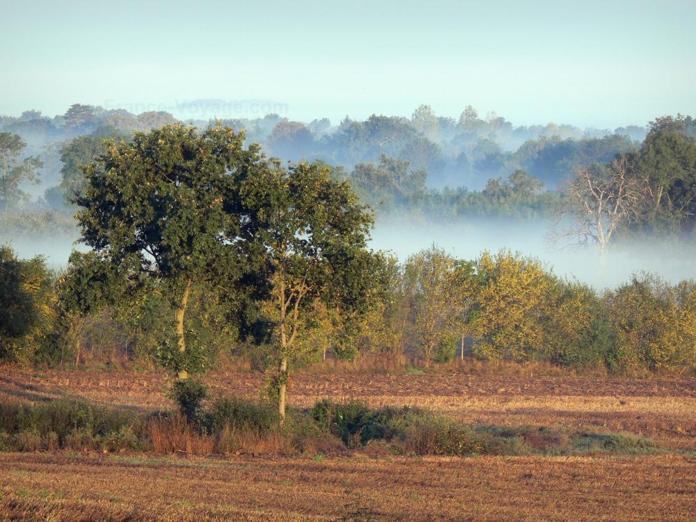 Guide du Maine-et-Loire - Paysages de l'Anjou - Champ, arbres, et forêt dans la brume